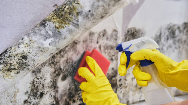 Best Mold Remediation for Specific Building Types in Knox, PA